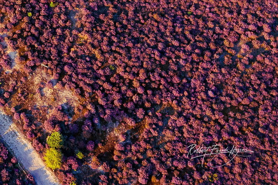 Image 1 of Robbert Frank Hagens- Cross Roads in Blooming Heath