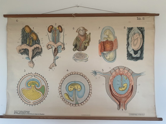 Image 1 of Embryologische Wandtafel