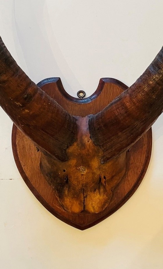 Image 1 of Afrikanische Trophäe - Vintage Waldbock Antilopenhörner
