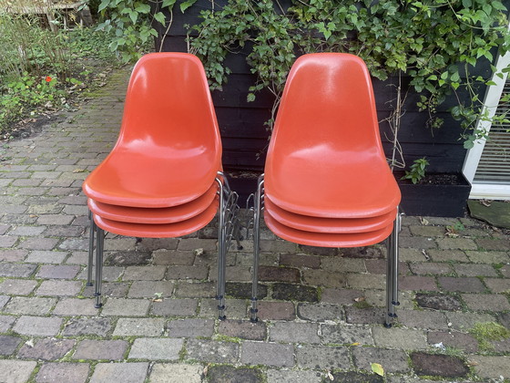 Image 1 of 6x Eames Fiberglass Side Chair DSS, Herman Miller 1960'S