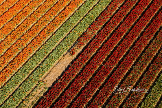 Image 1 of Bunter Frühling Ii | Niederlande 2023