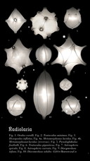 5x Radiolaria Bernotat-Lampen