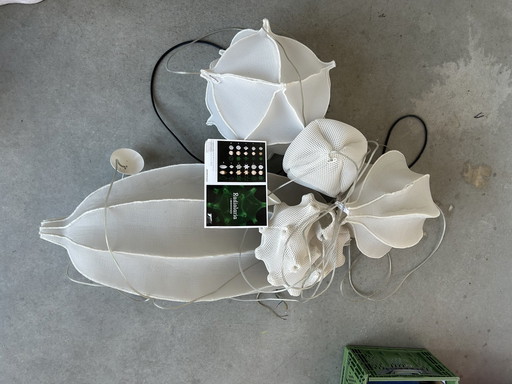 5x Radiolaria Bernotat-Lampen