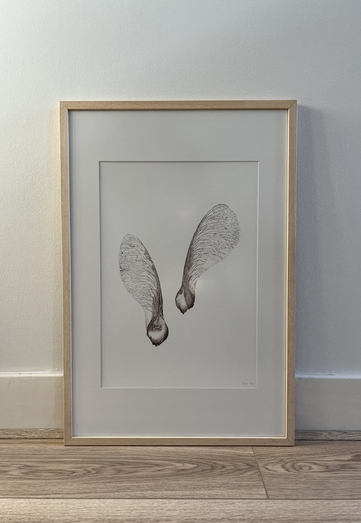 Fine Art Print Gerahmt: Ahorn-Samen