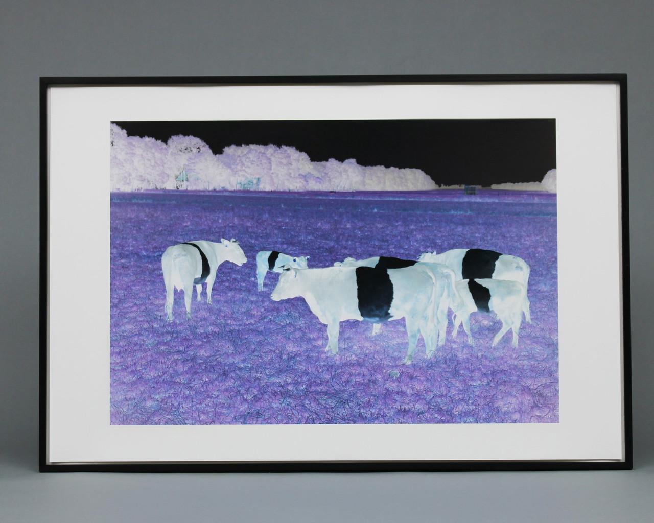 在庫処分セール Marijke Exemplare 5 Auflage 2002, Cows“ „Mad Warmerdam, van 画集