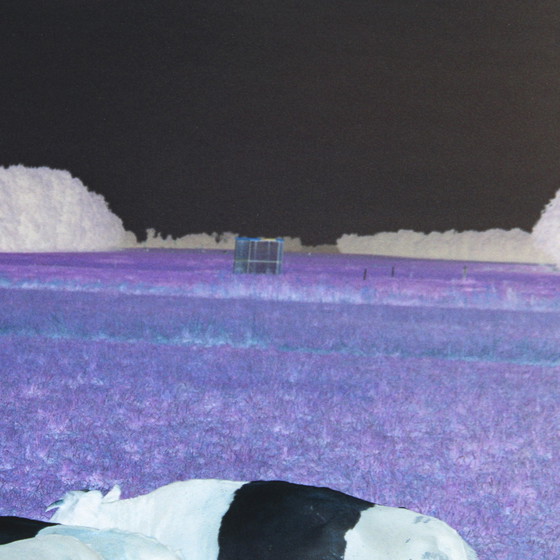 Image 1 of Marijke van Warmerdam, „Mad Cows“ 2002, Auflage 5 Exemplare