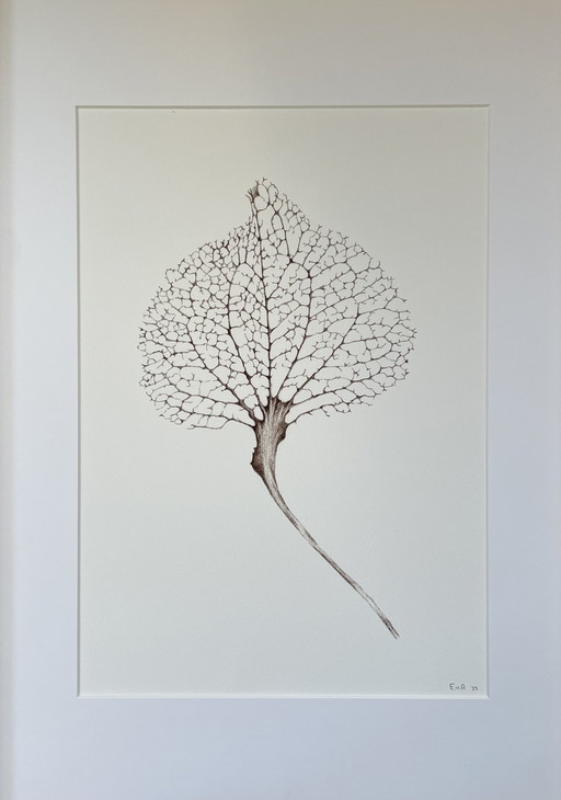 Fine Art Print Gerahmt: Hortensien-Blatt