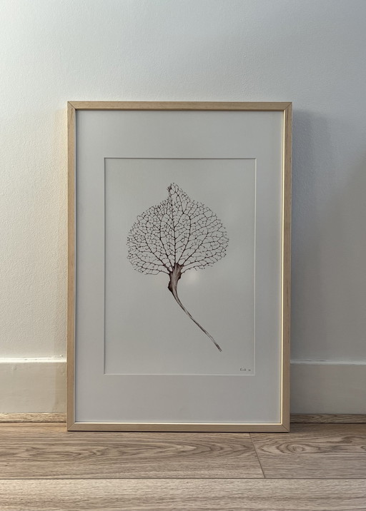 Fine Art Print Gerahmt: Hortensien-Blatt