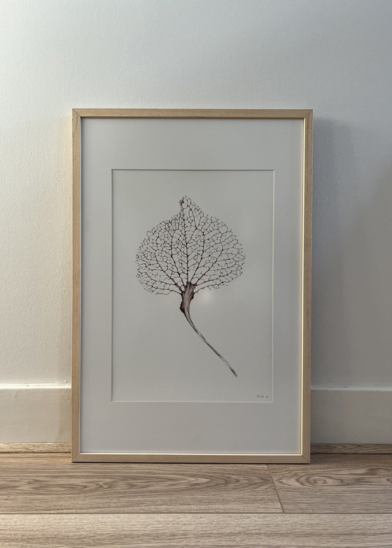 Image 1 of Fine Art Print Gerahmt: Hortensien-Blatt