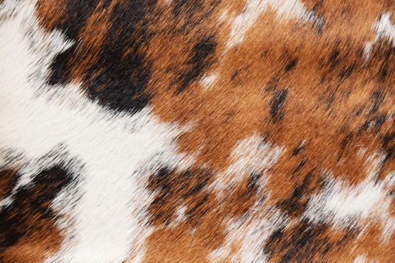 Image 1 of LC 1 Set aus Ponyfell - Le Corbusier, Jeanneret & Charlotte Perriand - Cassina