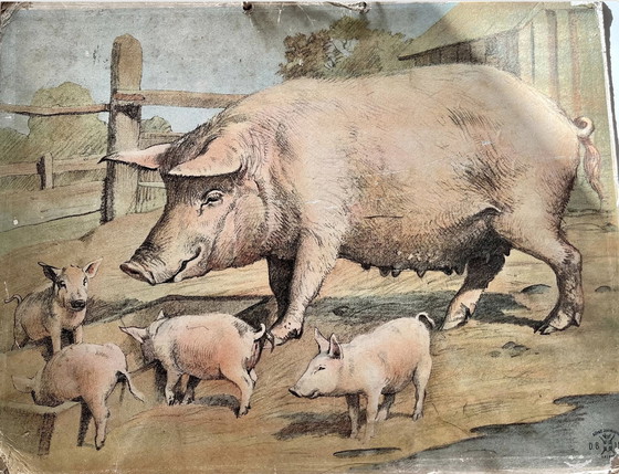 Image 1 of Antik School Chart Illustration, doppelseitig, Schaf/Lamm und Schwein/Ferkel, Lithographie, Landleben, Shabby Chic