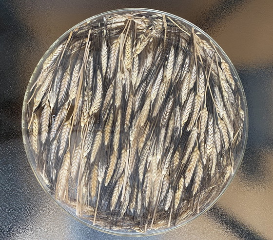 Image 1 of Käsetablett "Weizen" Dior