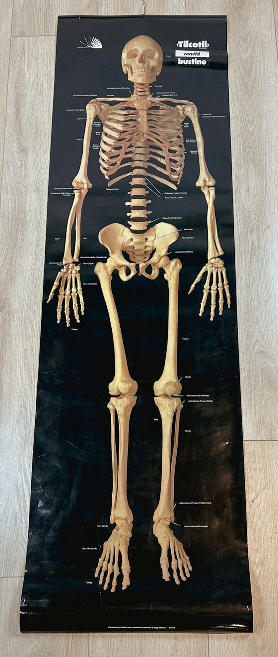 Image 1 of Plastifiziertes Poster eines menschlichen Skeletts, 157 cm, 1980er Jahre