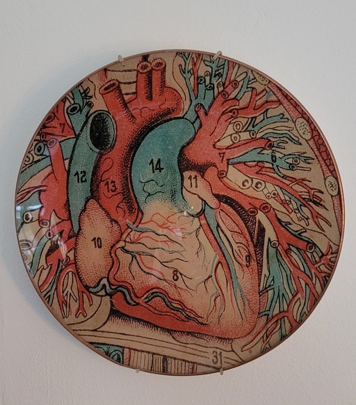 Wallware Dekorative Wandschilder Anatomie