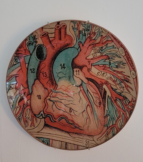 Image 1 of Wallware Dekorative Wandschilder Anatomie