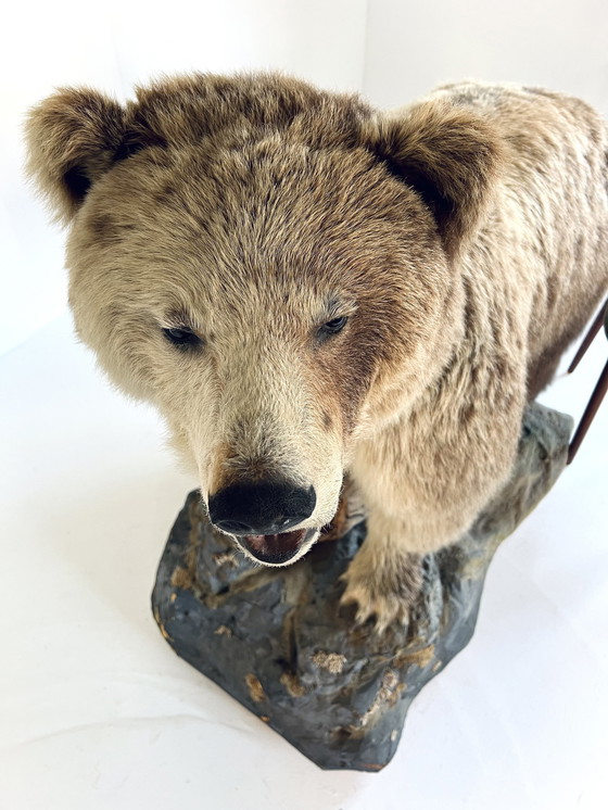 Image 1 of Ausgestopfter kanadischer Grizzlybär