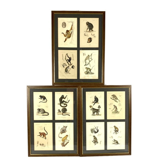 Image 1 of Satz von 3 gerahmten Vintage-Tafeln mit 12 Stichen "Das Tierreich" von Georges Cuvier, Frankreich 1816