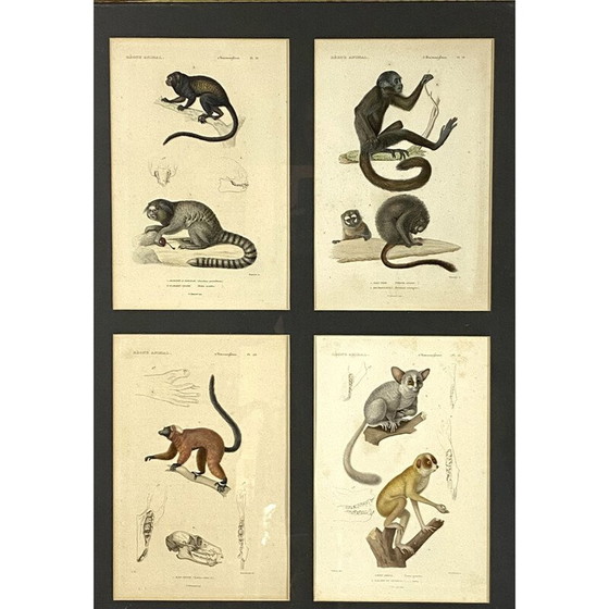 Image 1 of Satz von 3 gerahmten Vintage-Tafeln mit 12 Stichen "Das Tierreich" von Georges Cuvier, Frankreich 1816