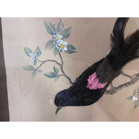 Image 1 of Klassische Vogelillustration mit Federkollage, 1930-1940er Jahre