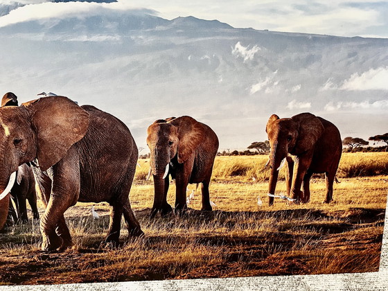 Image 1 of Elefantenherde als Wanddekoration
