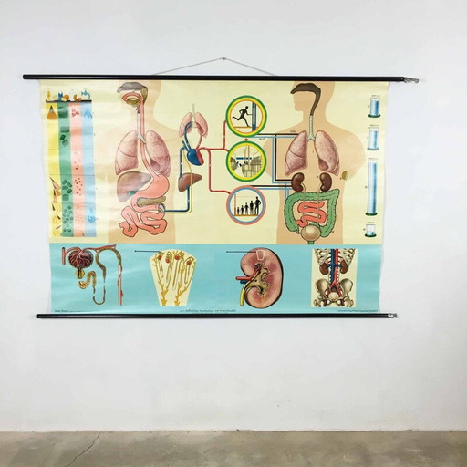 Altmodisches Lehrplakat über die Anatomie des menschlichen Körpers von Jung-Koch Quentell, 1970