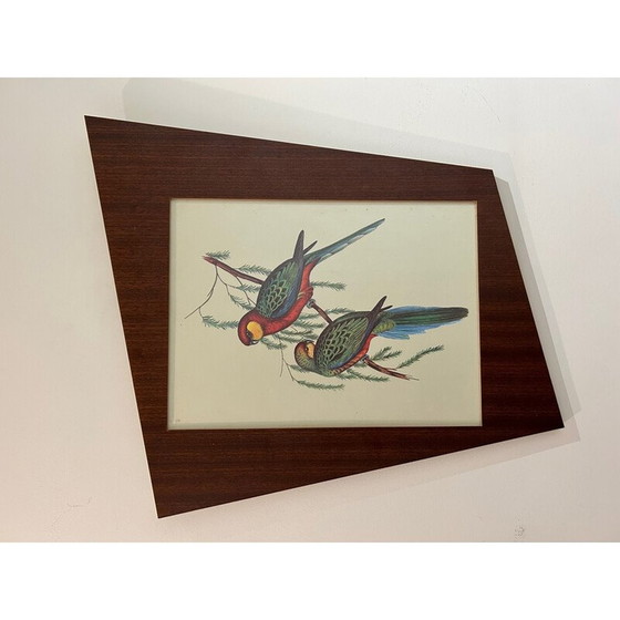 Image 1 of Altmodisches Papageienbild von John und Elizabeth Gould, 1950