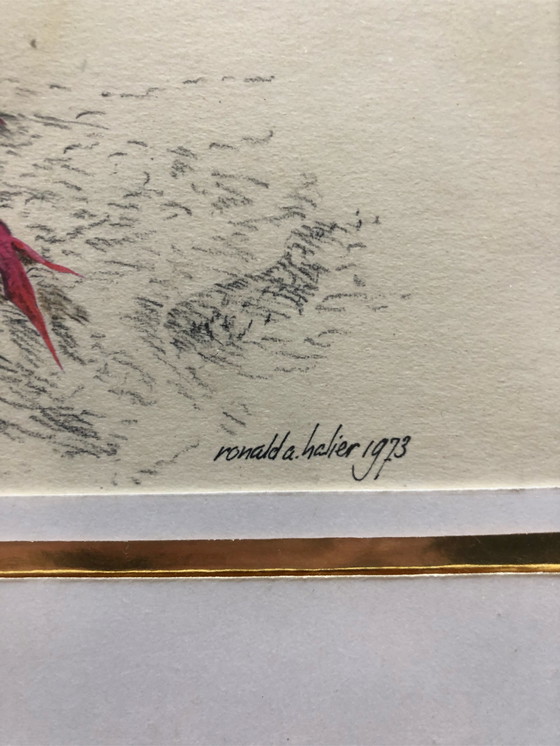 Image 1 of 2x Ronald Halier Vögel