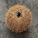 Mid Century Meer Urchin Tischlampe