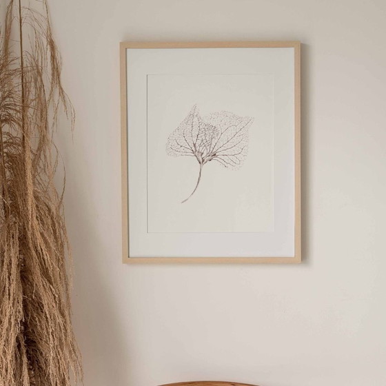 Image 1 of Fine Art Print Gerahmt: Hortensien-Blätter