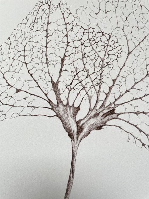 Fine Art Print Gerahmt: Hortensien-Blätter