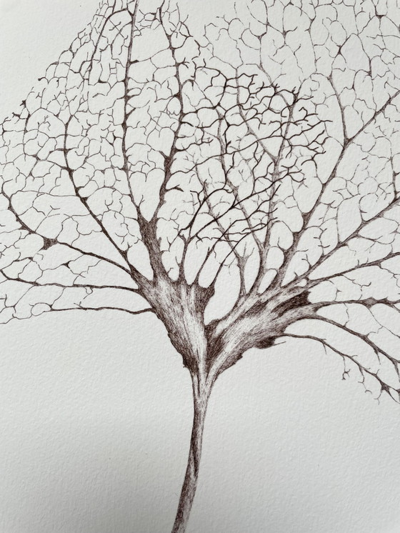 Image 1 of Fine Art Print Gerahmt: Hortensien-Blätter