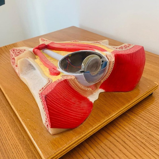 Image 1 of Weinlese gehäutet, die einen Schnitt am Auge darstellt