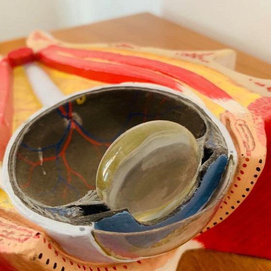 Image 1 of Weinlese gehäutet, die einen Schnitt am Auge darstellt