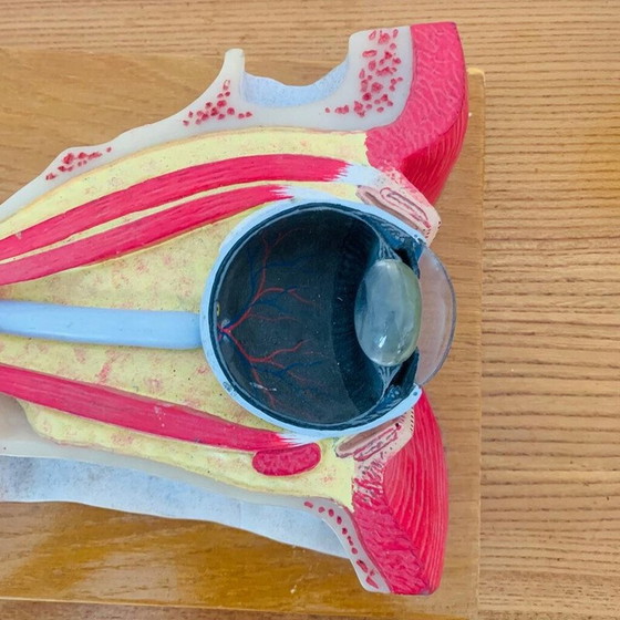 Image 1 of Weinlese gehäutet, die einen Schnitt am Auge darstellt