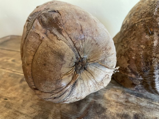 Image 1 of 2 X dekorative Kokosnüsse