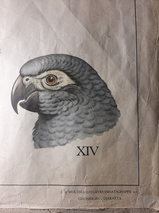 Image 1 of Schulrekord 'Die australische Tierwelt'