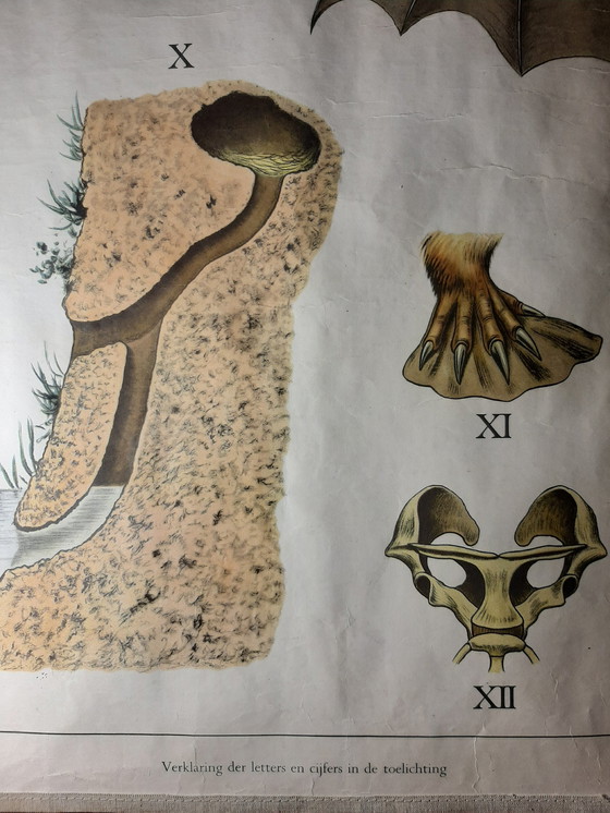 Image 1 of Schulrekord 'Die australische Tierwelt'