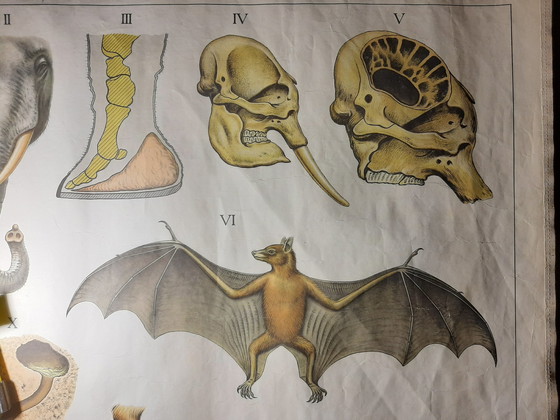 Image 1 of Schulrekord 'Die australische Tierwelt'
