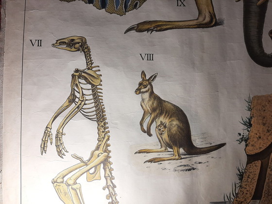 Image 1 of Schulrekord 'Die australische Tierwelt'