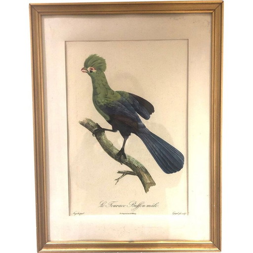 Vintage-Vogelgravur, 1950