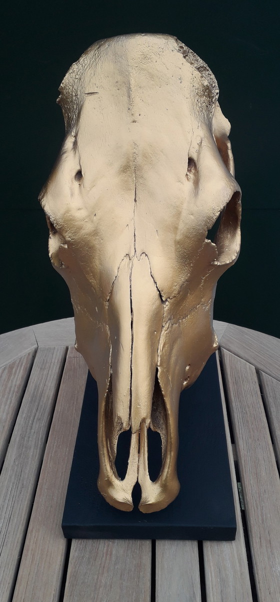 Image 1 of Goldfarbener echter Kuhschädel 49 cm hoch