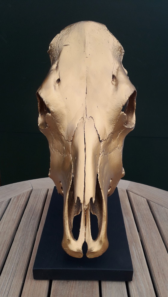 Image 1 of Goldfarbener echter Kuhschädel 49 cm hoch