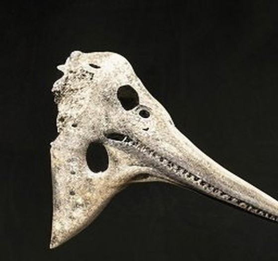 Image 1 of Der Tisch des Archäologen