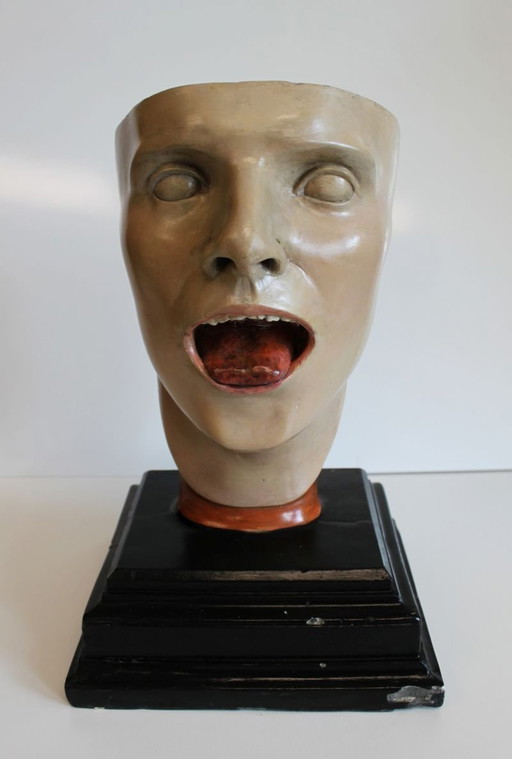 Anatomisches Modell Bock-Steger, Deutschland, 1890.