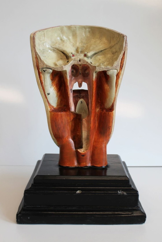 Image 1 of Anatomisches Modell Bock-Steger, Deutschland, 1890.