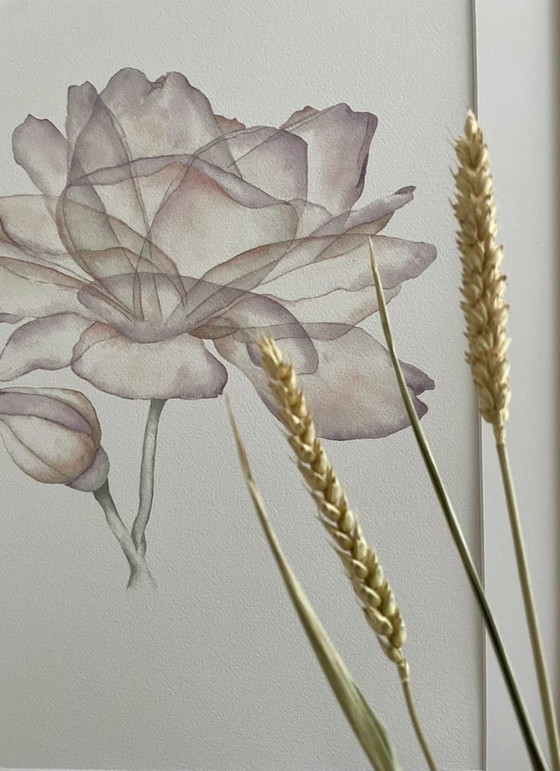 Image 1 of Fine Art Print Gerahmt: Rose