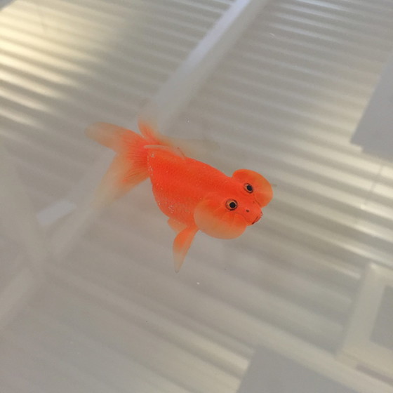 Image 1 of Viccarbe Design-Beistelltisch Up in the Air