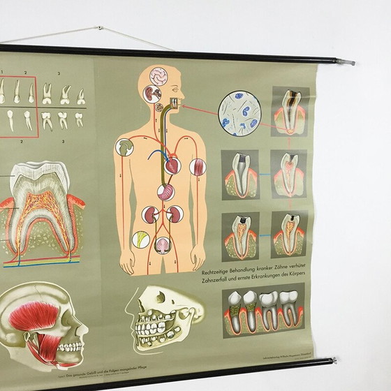 Image 1 of Aufklärungsplakat über Zähne von Jung-Koch Quentell, 1960