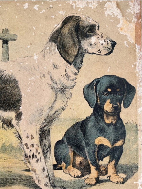 Image 1 of Antik School Chart Illustration, Karton, doppelseitig, Katze/Kätzchen und Hund/Welpe, Lithographie, Farmlife, Shabby Chic