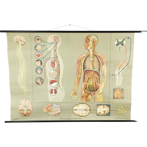 Klassisches Lehrplakat über das Nervensystem von Jung-Koch Quentell, 1960